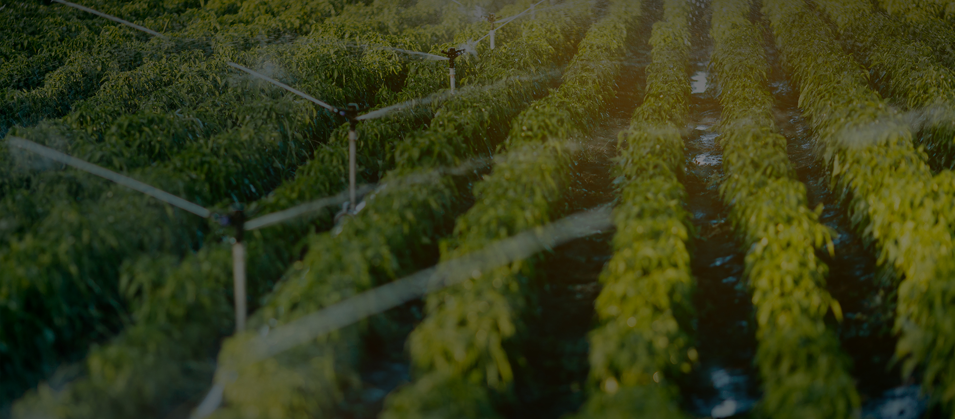 Alahot (zhejiang) Tecnología Co., Ltd.